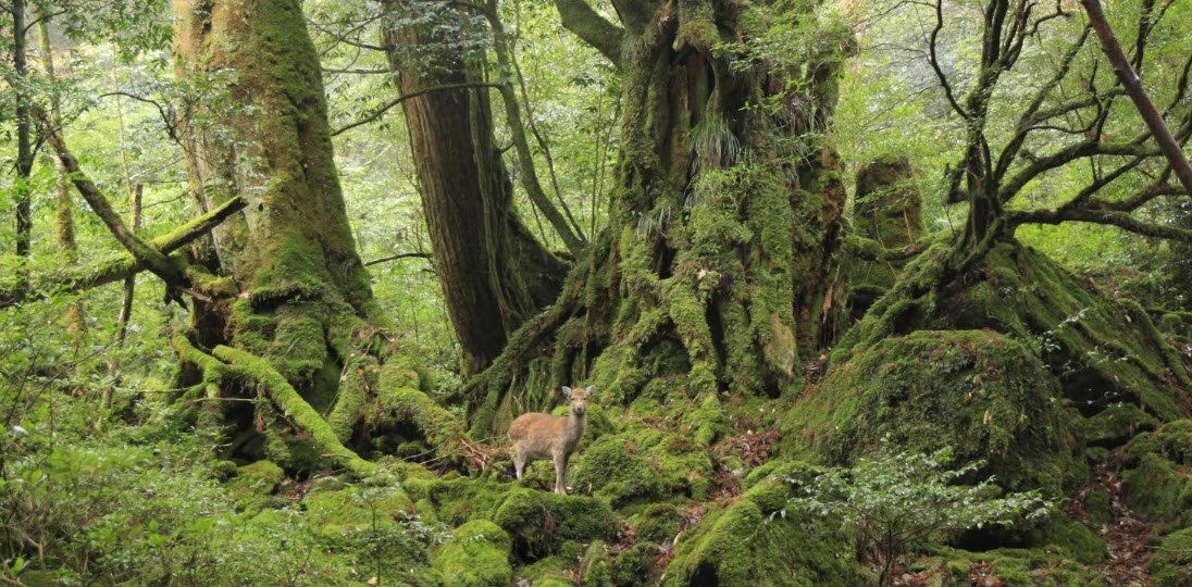 Yakushima